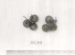 Click for 1 image(s) for this accession. FRUIT